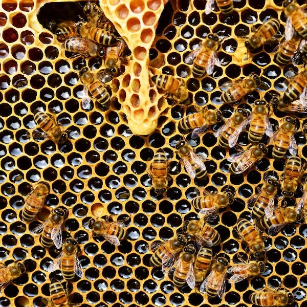 colmena de abejas