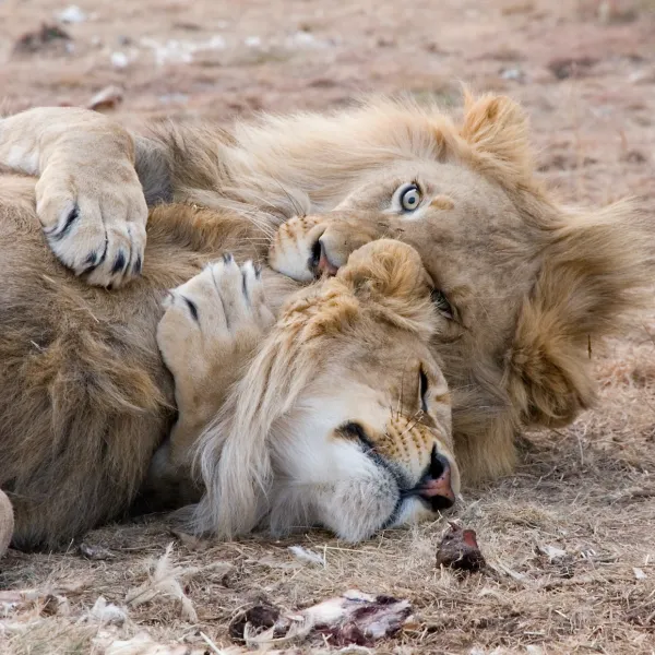 Que significa soñar con  leones