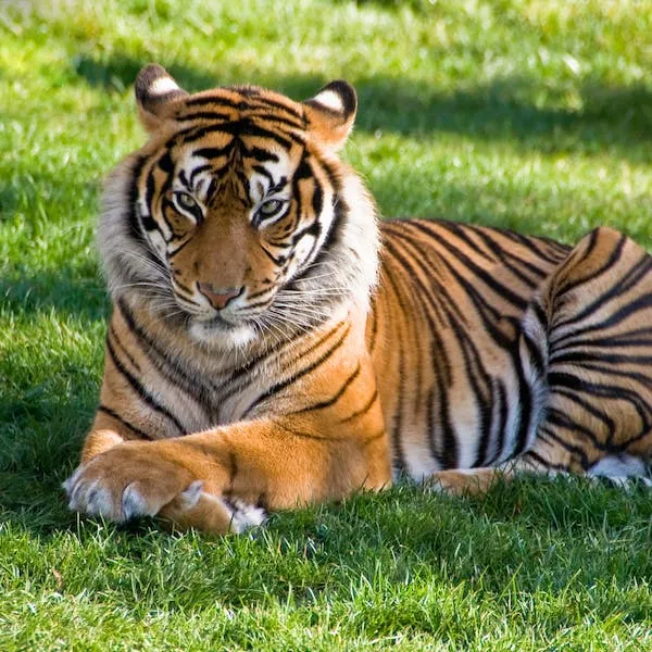 Que significa soñar con  tigres