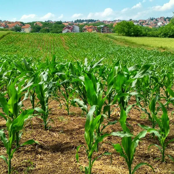 campo de maíz