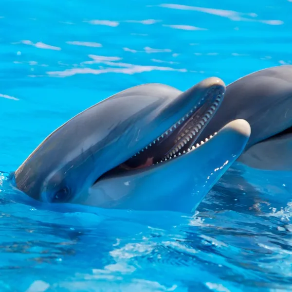 O que significa soñar con  Delfines