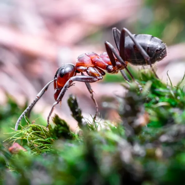 Que significa soñar con  hormigas